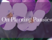 On Planting Pansies