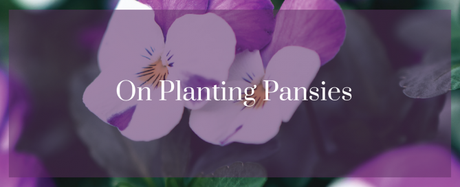 On Planting Pansies