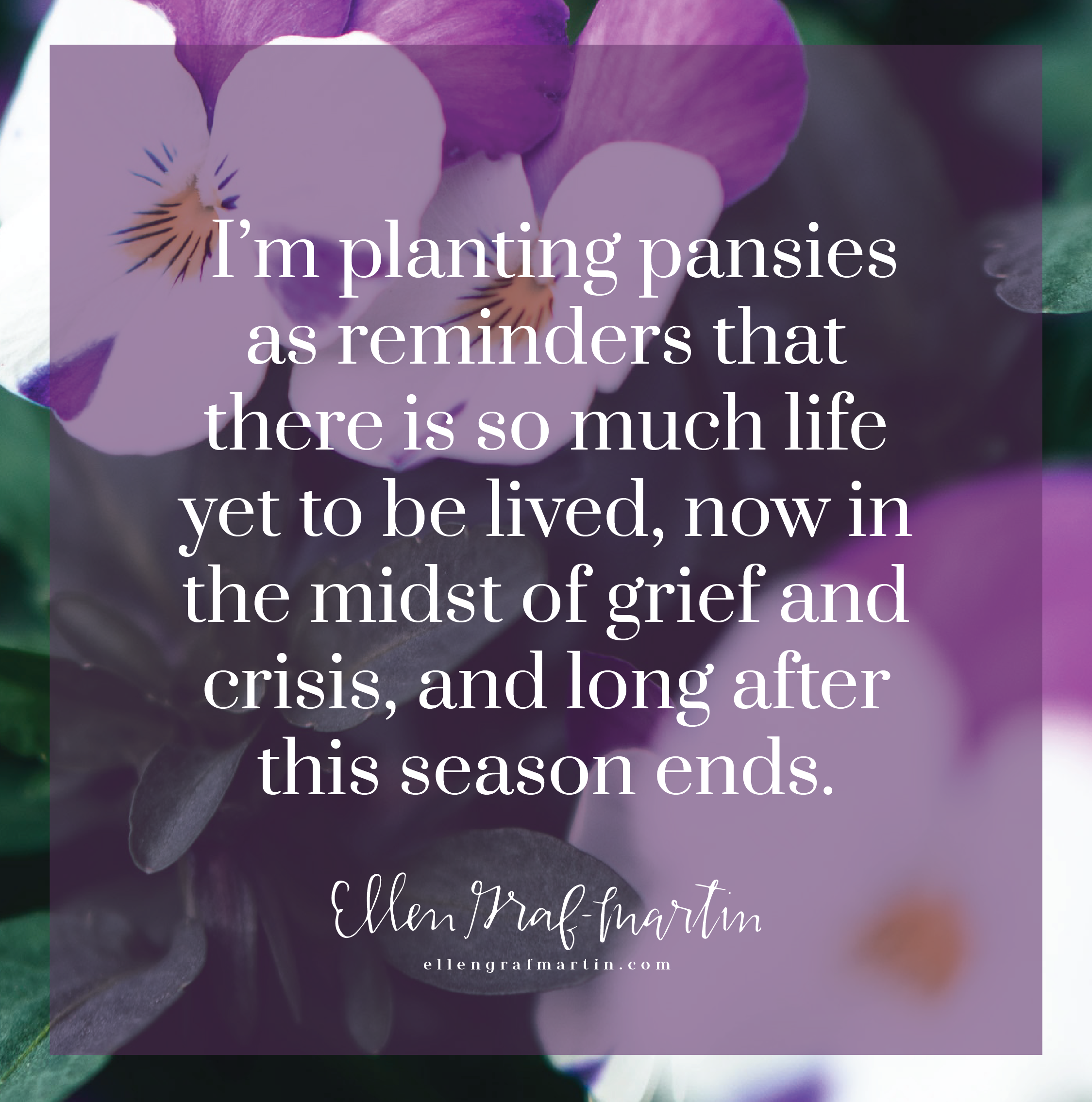 On Planting Pansies